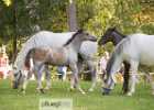 650A2270 Lipizzaner im Burggarten Foto Pfluegl 160719